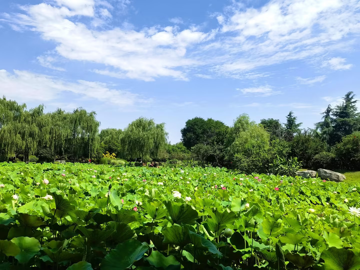 1718795109322234.jpeg 1718795109322234.jpeg